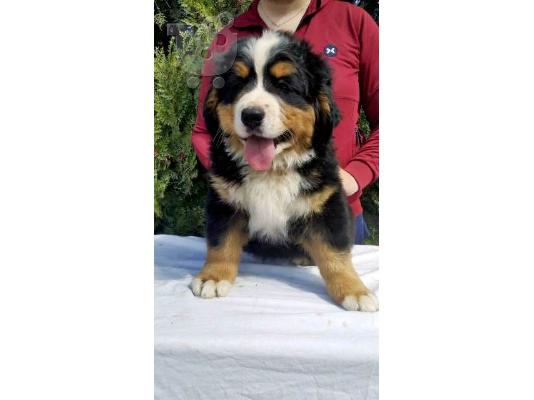 Κουτάβια σκυλιών του βουνού Bernese